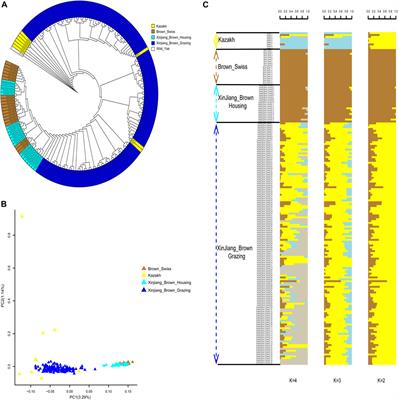 Corrigendum: Genome-wide survey reveals the genetic background of Xinjiang Brown cattle in China